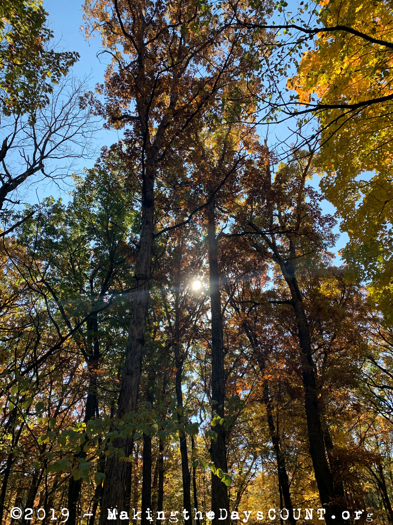 the sun comes through the trees