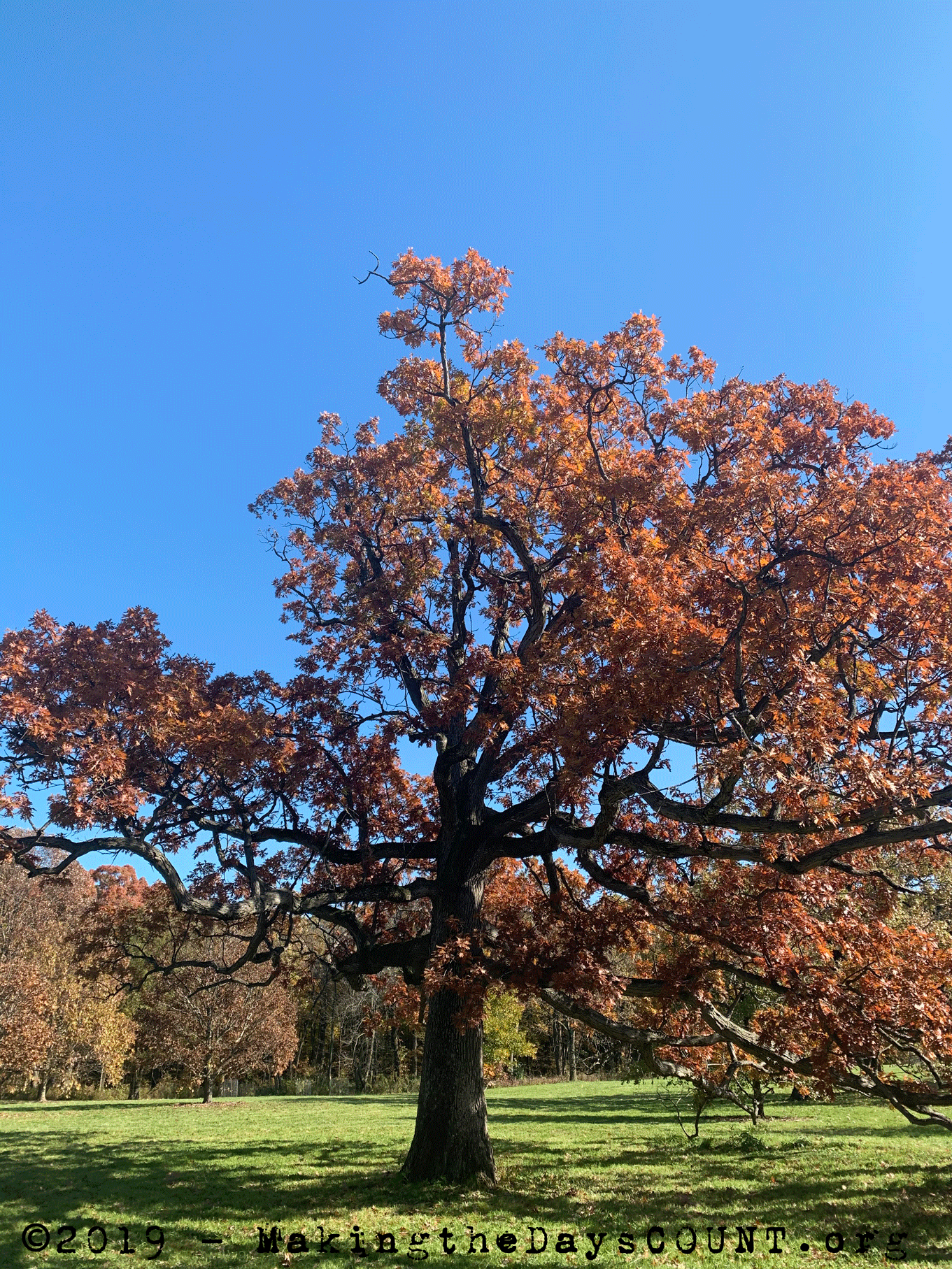 a mighty oak is not nearly as strong as W