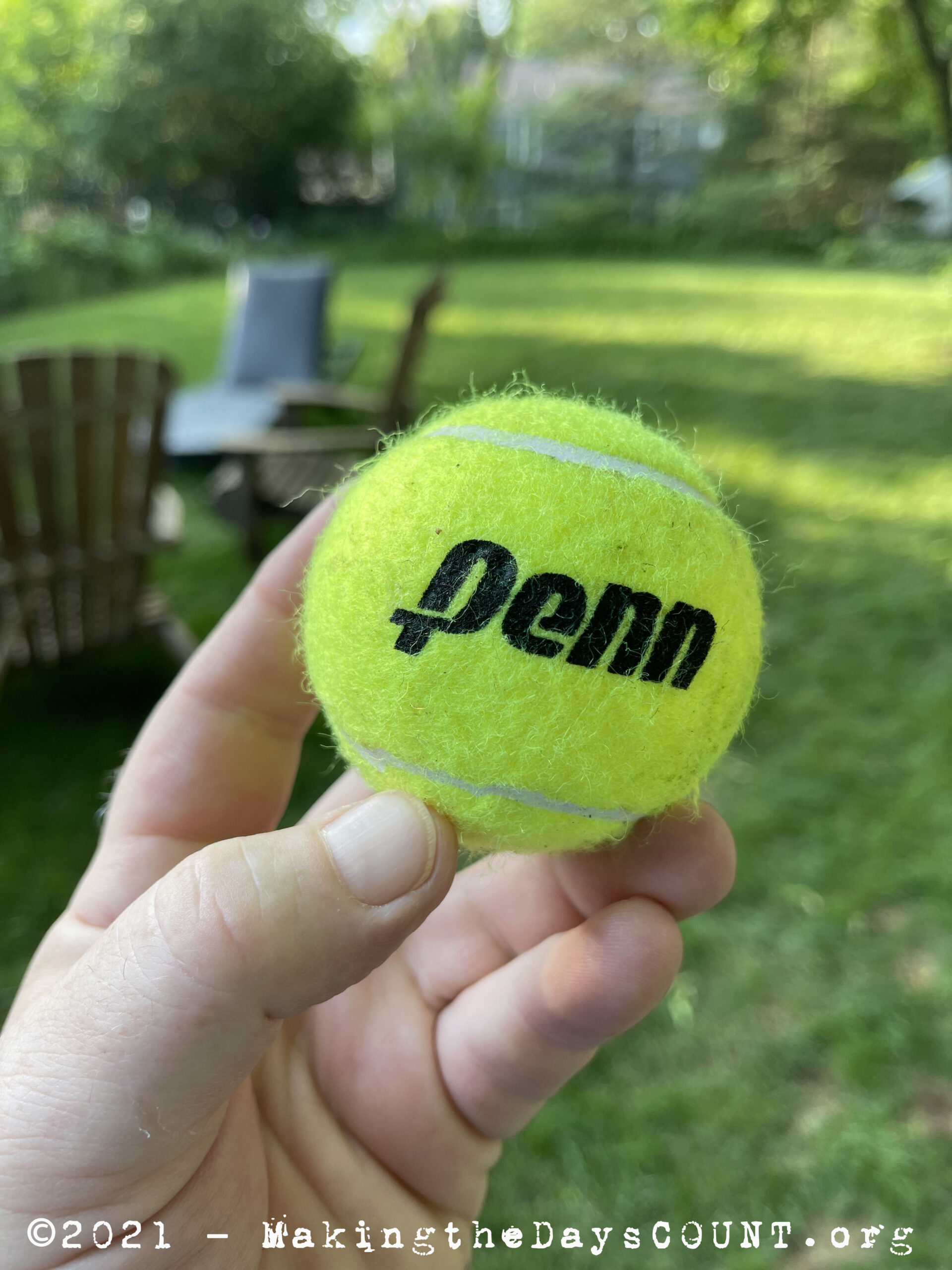 Fern loves to play fetch. Wheaton, IL Tuesday June 8, 2021 6:19 PM