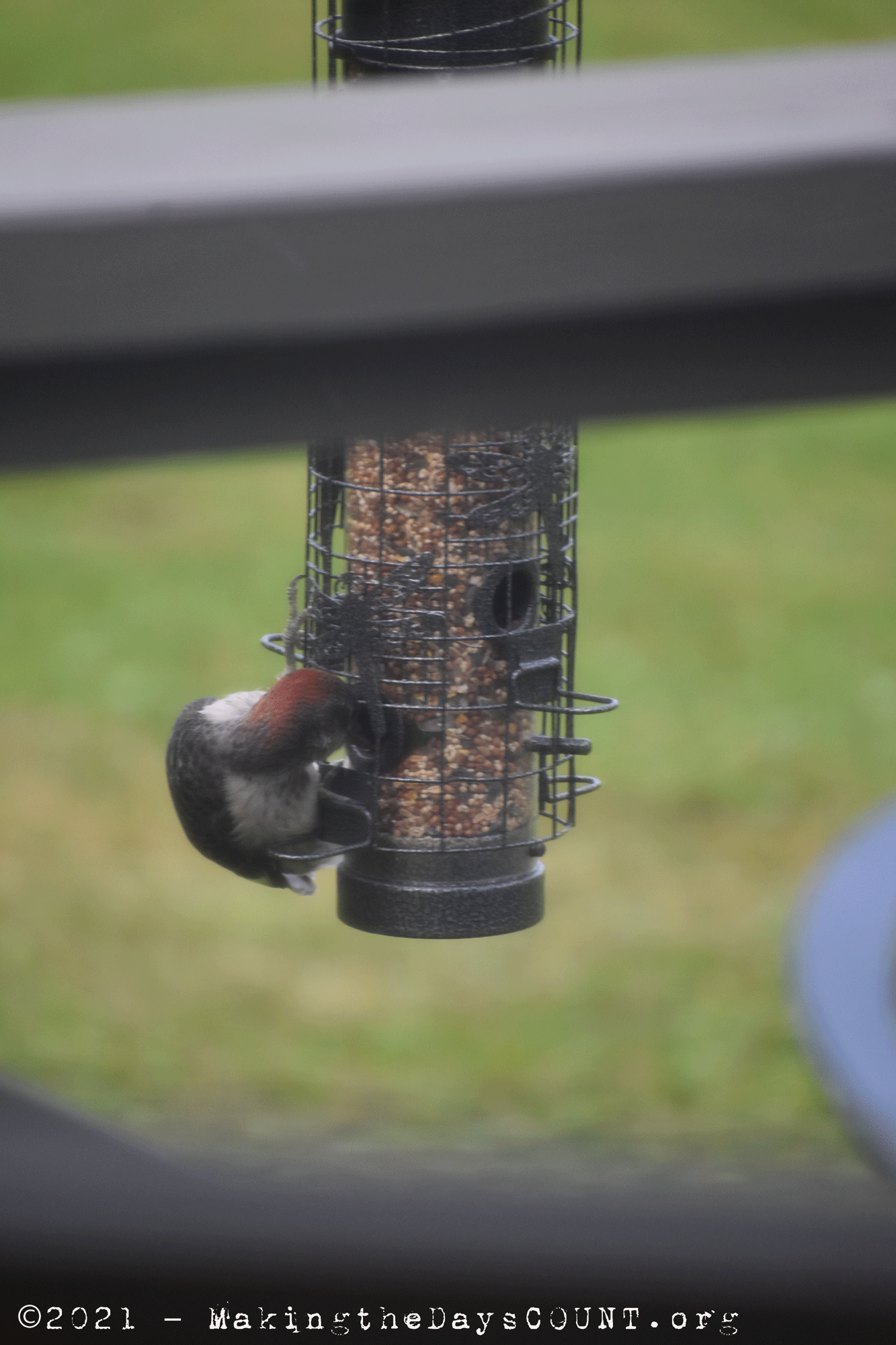 ... and the beginnings of its bright red head.