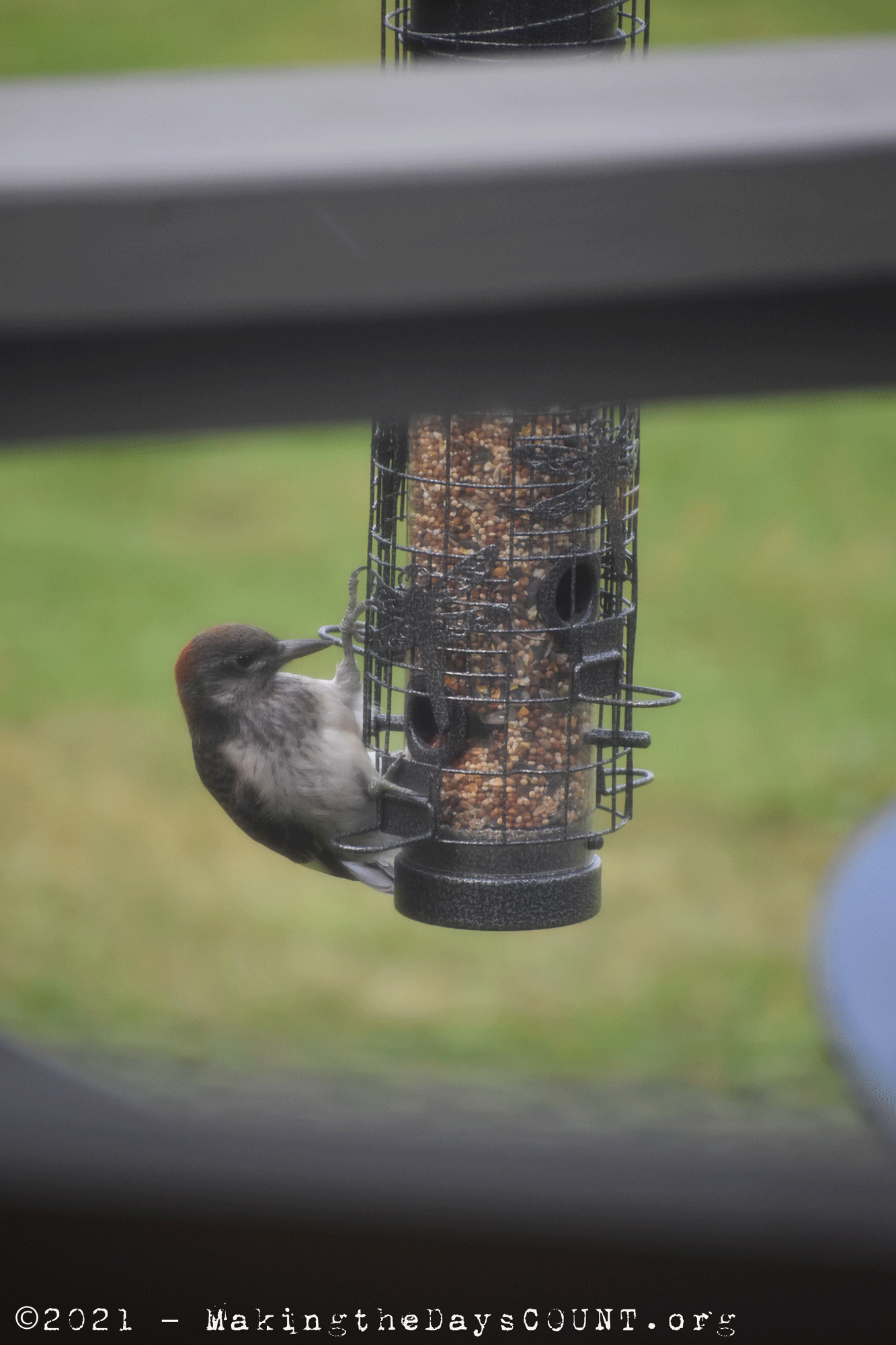 the bird at the feeder...