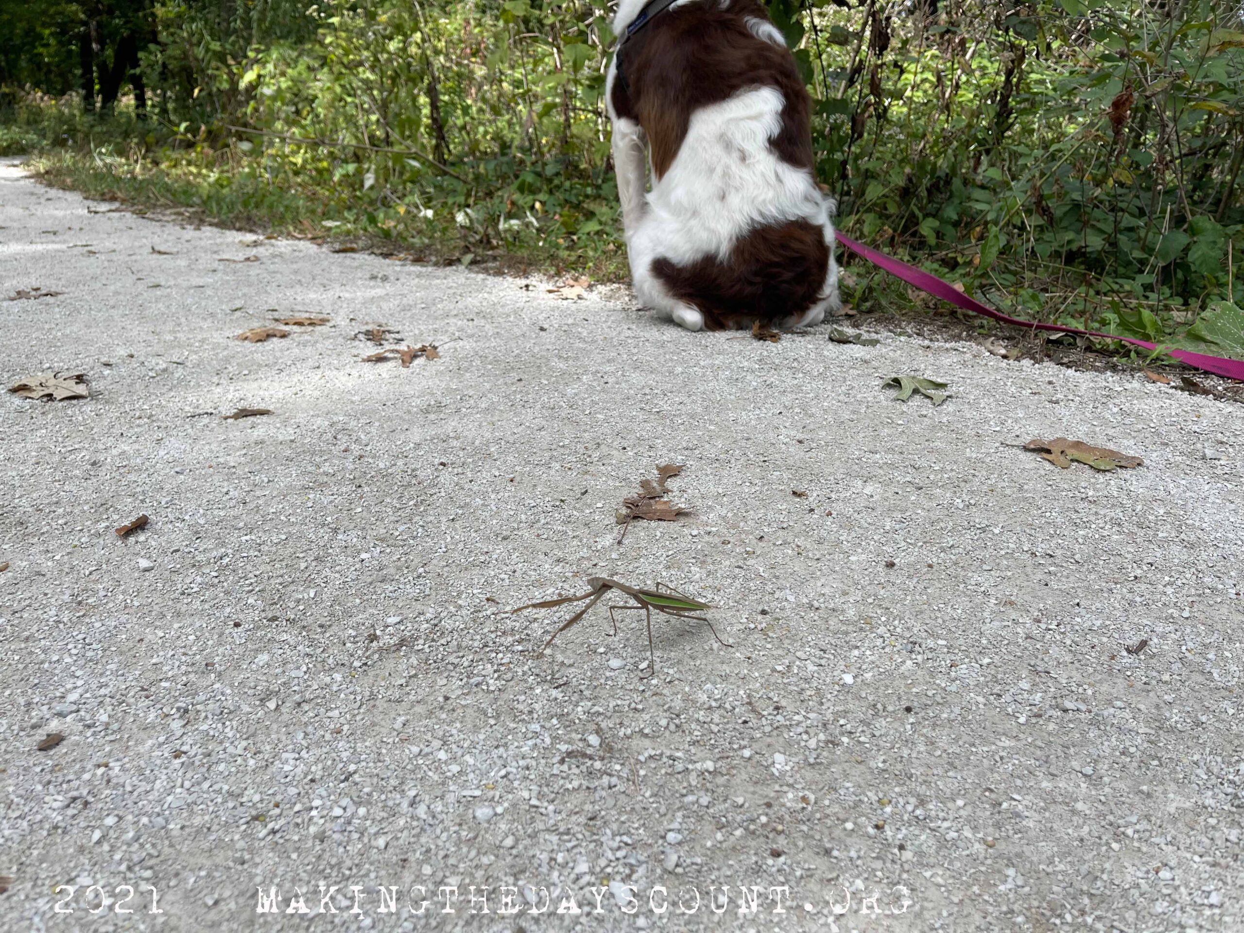 fern is so well behaved... she patiently waited while I took a photgraph....