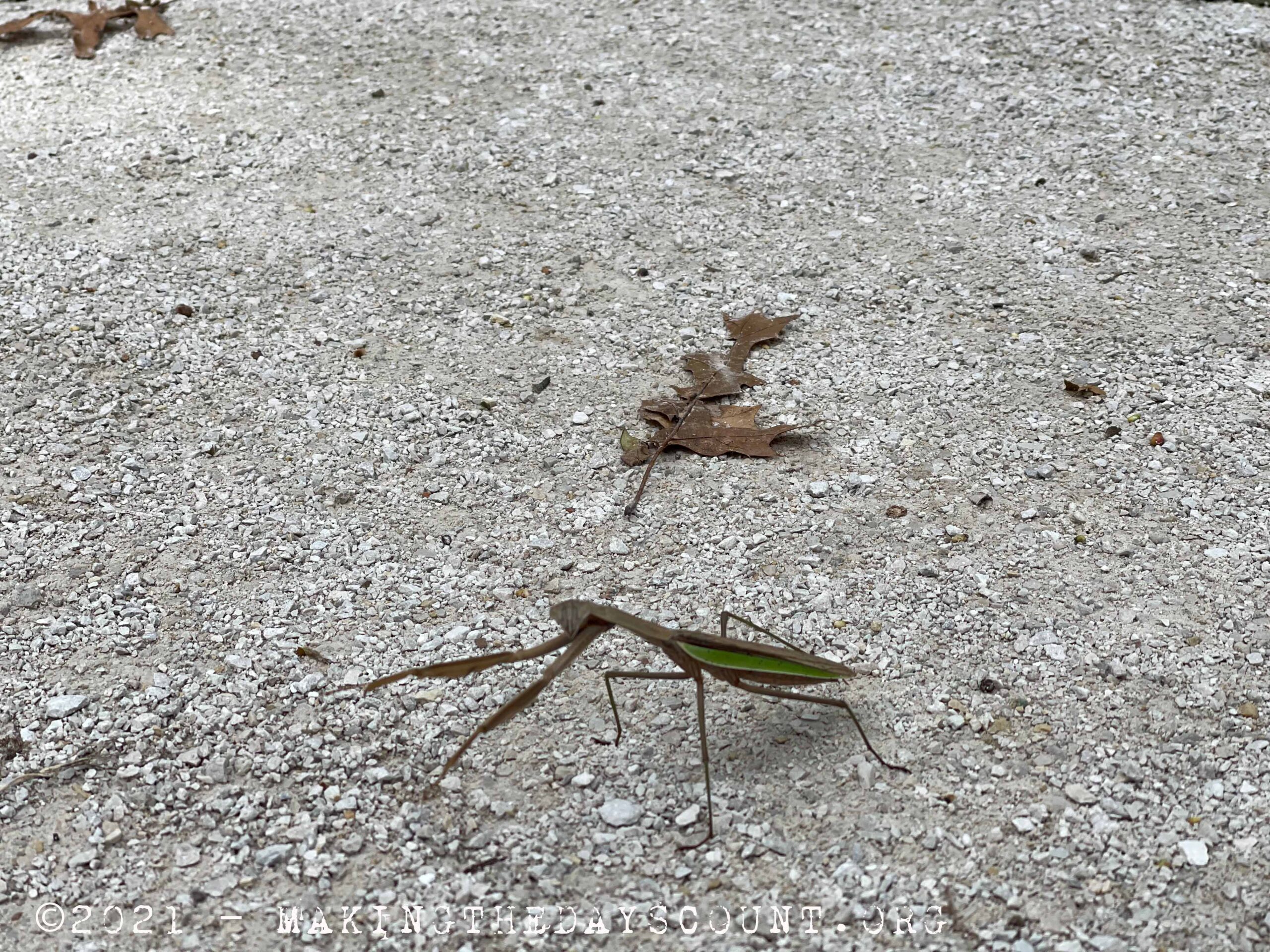 .... the subject - a very rigid Praying Mantiss