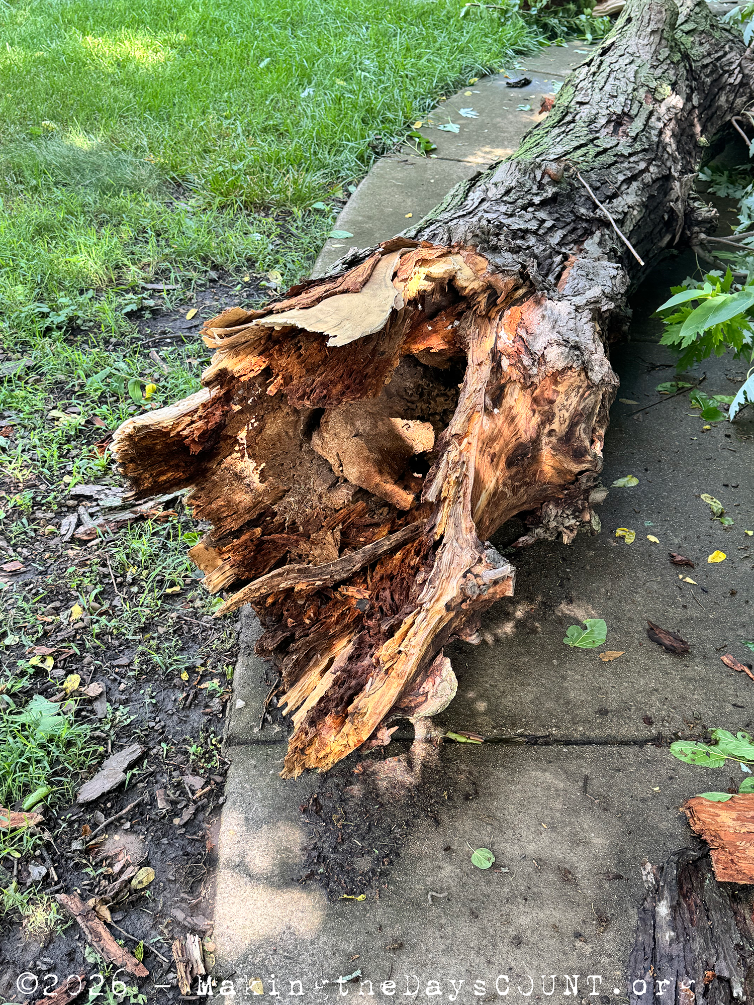 and the cut, created an opportunity for animals to create the hollow that weakened the limb...