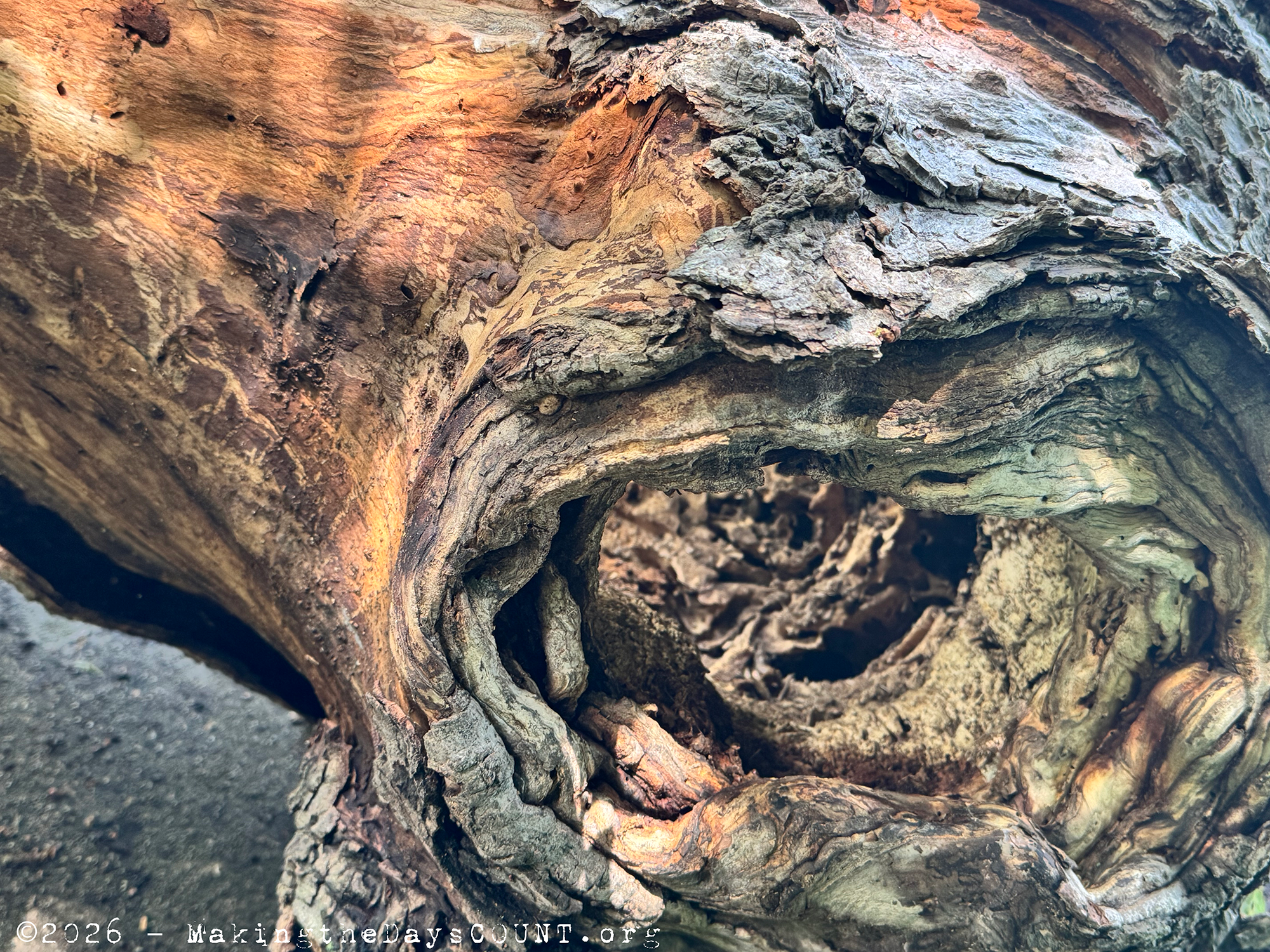 a large branch had been cut here....