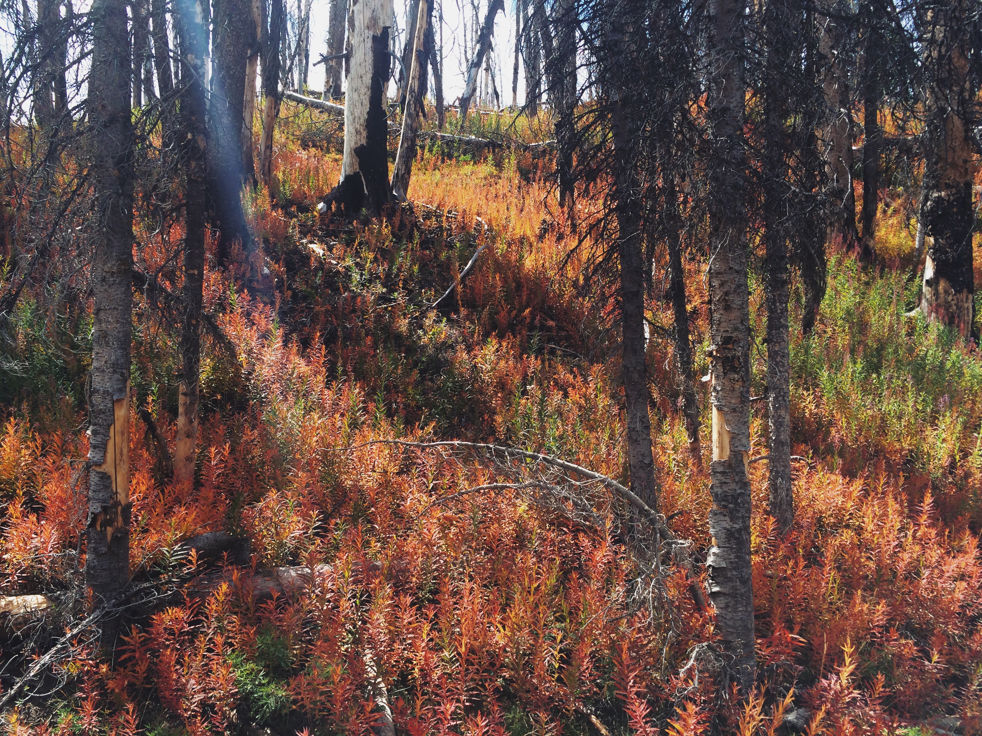 Processed with VSCOcam with lv01 preset