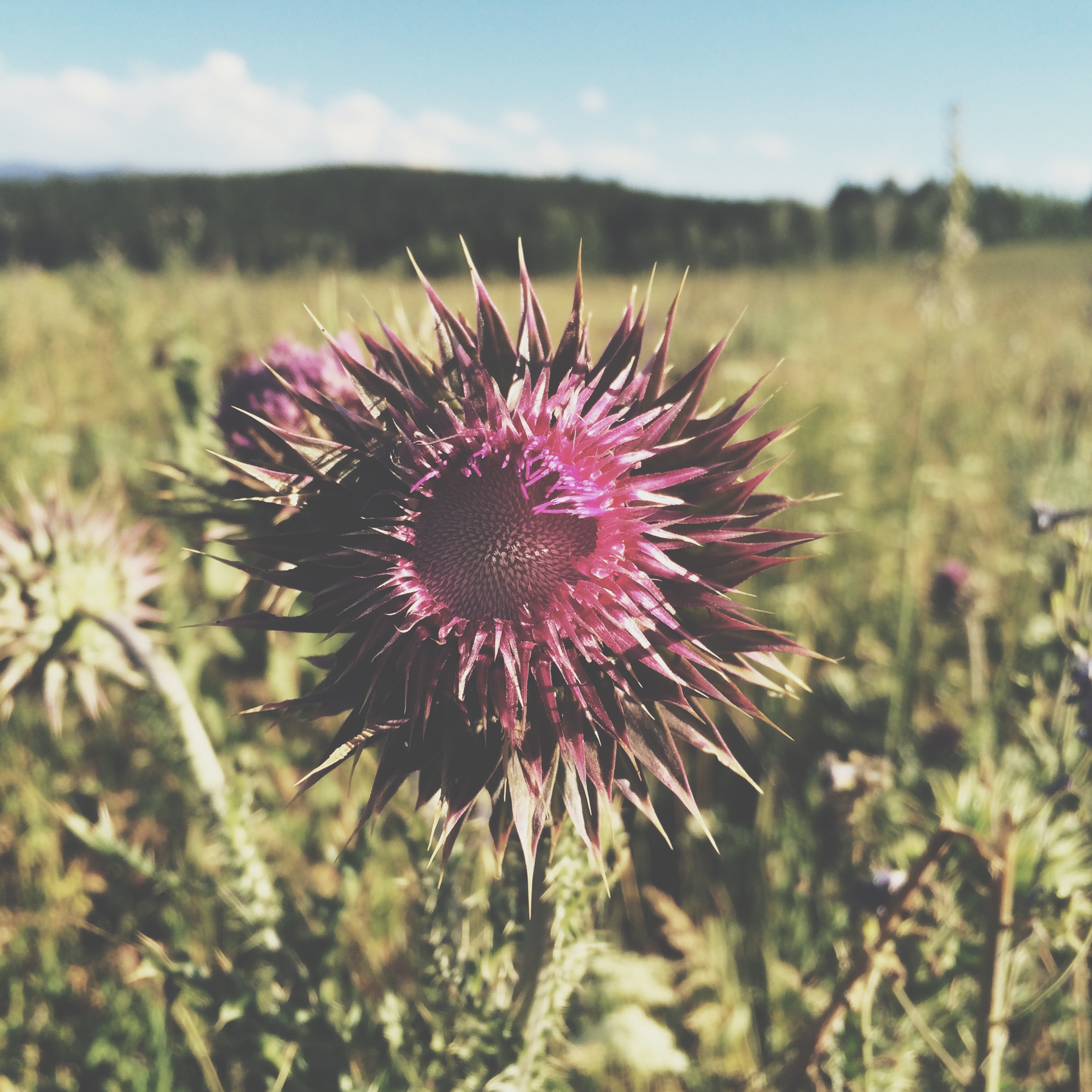 Processed with VSCOcam with t1 preset