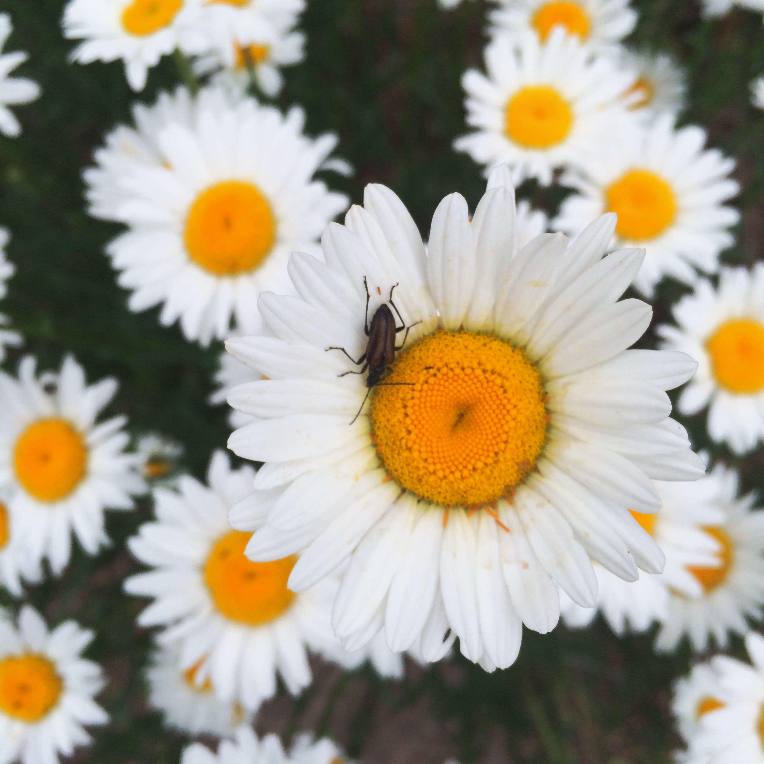 Processed with VSCOcam with wwf preset