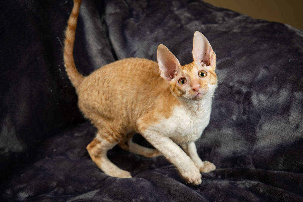 Cornish Rex Kittens for Sale, Makin Waves Rex, Cornish Rex Minnesota