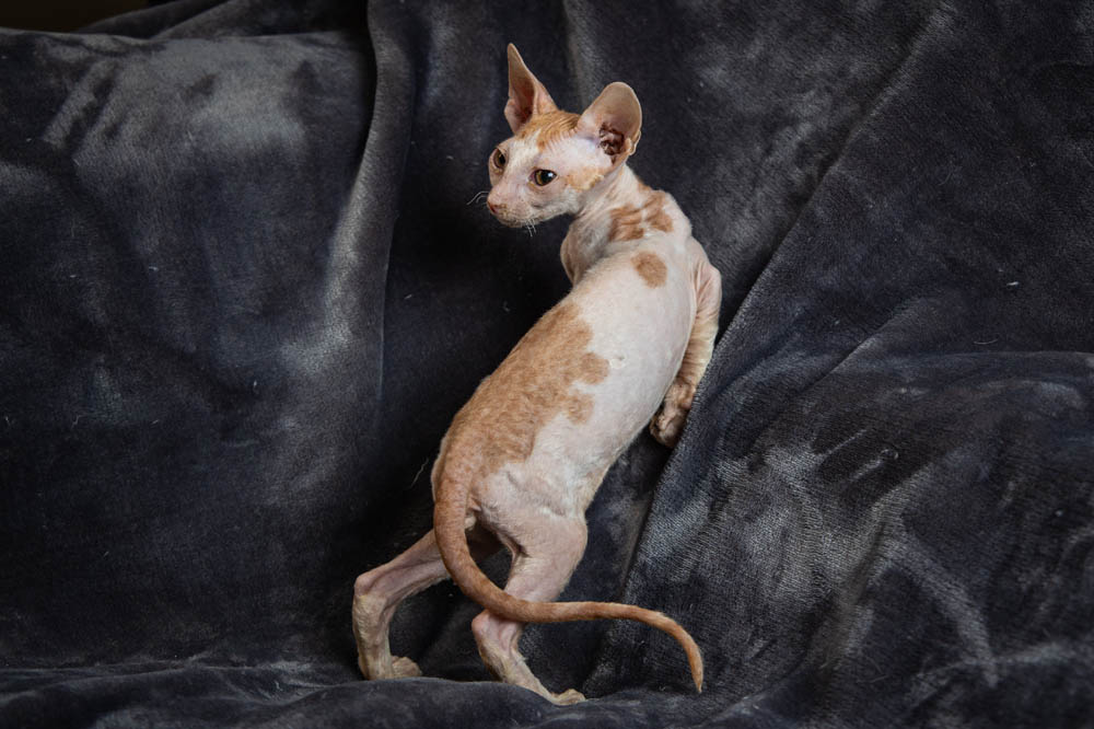 Cornish Rex Kittens for Sale, Makin Waves Rex, Cornish Rex Minnesota