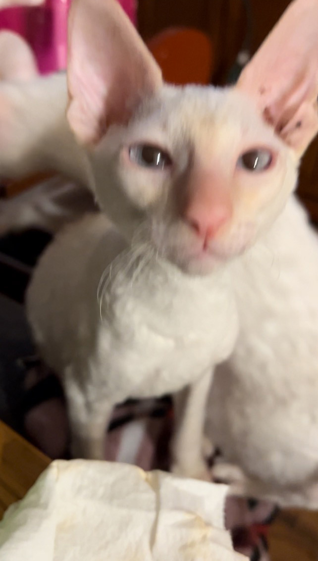 Cornish Rex Kittens for Sale, Makin Waves Rex, Cornish Rex Minnesota