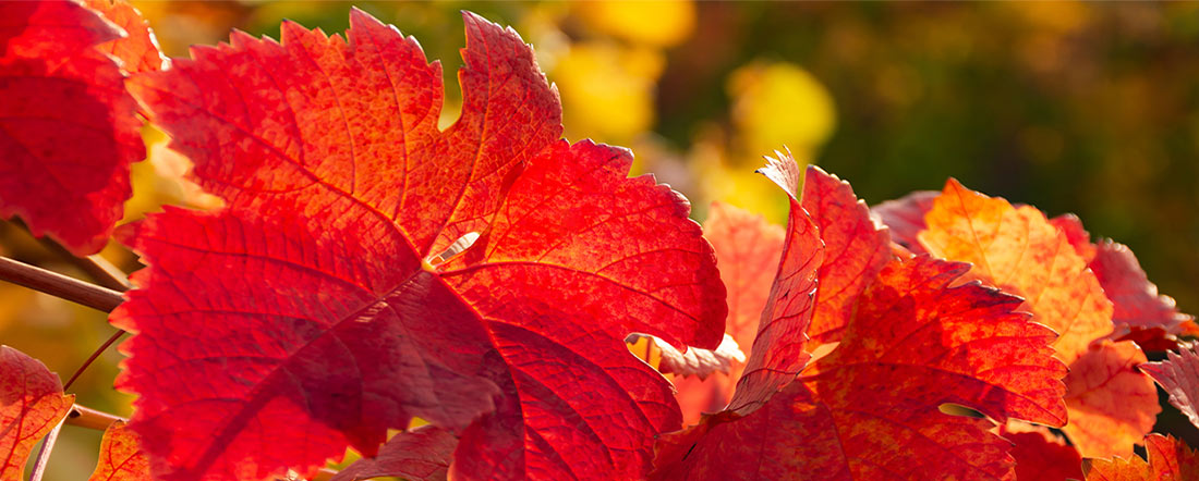 picture Red Vine Leaf Lowers Blood Pressure red vine leaves supplement for healthy veins and legs