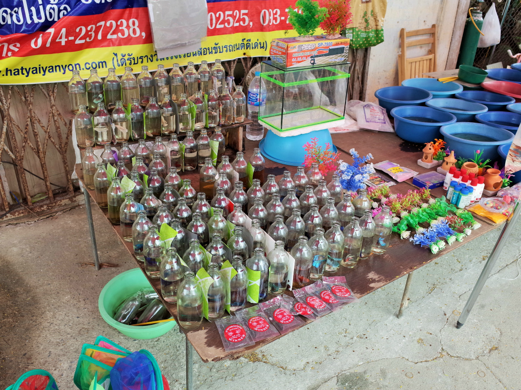 ハジャイ グッピーの路上販売