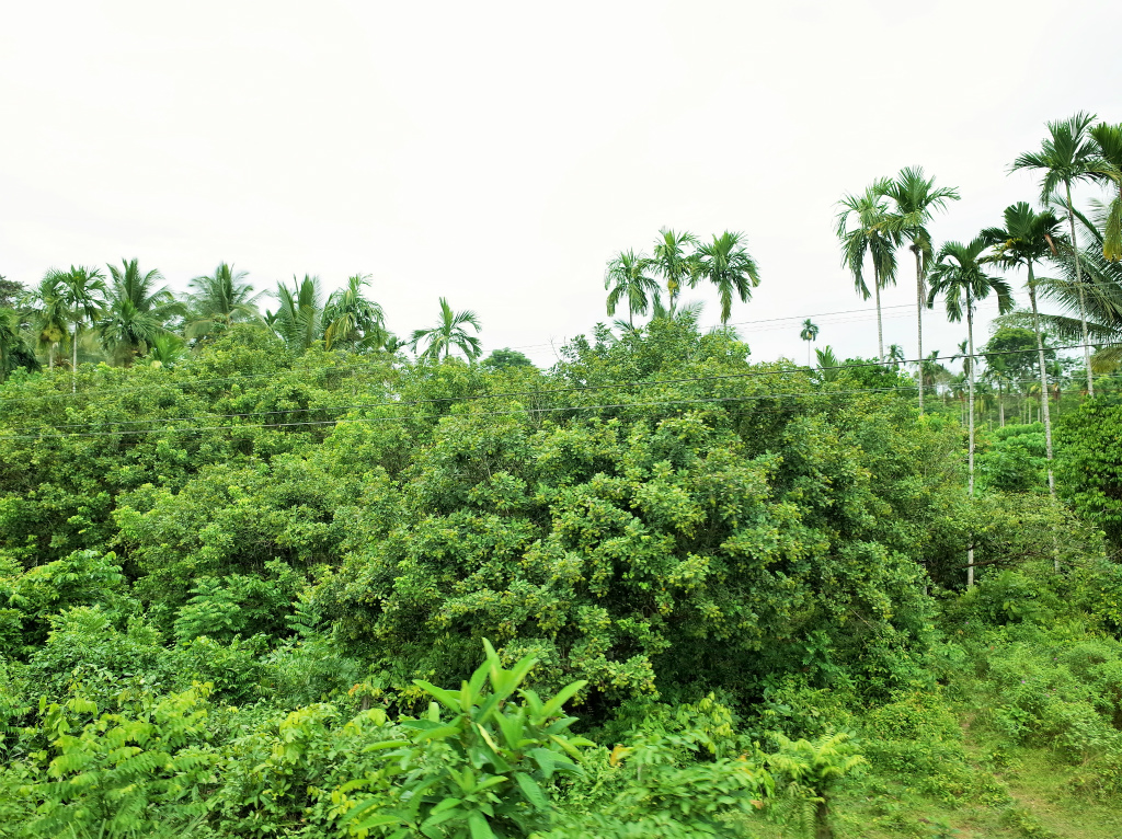 ハジャイ→スンガイコロク 車窓
