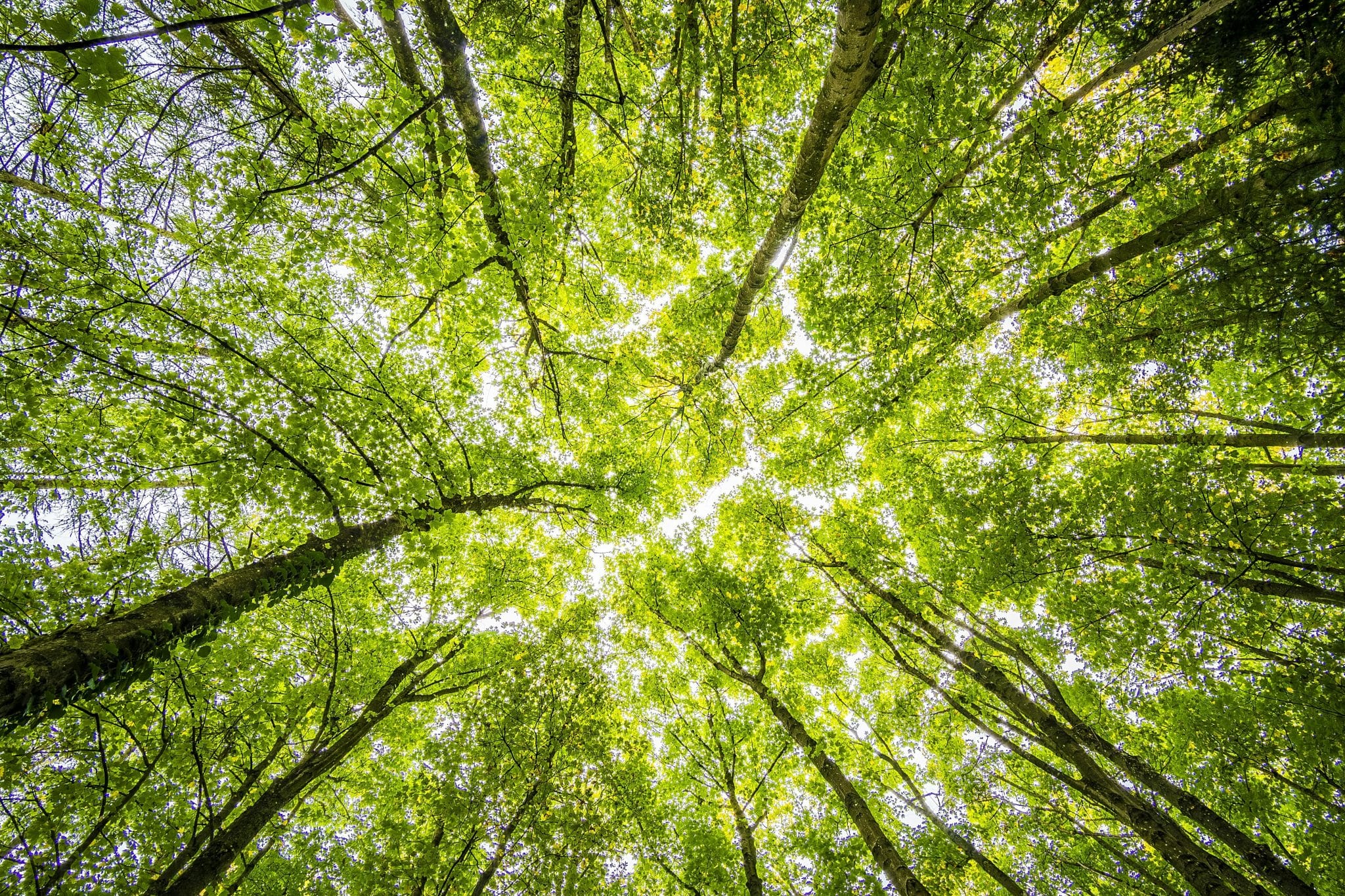 EUDR RÈGLEMENT ANTI DEFORESTATION MARQUE DE MODE