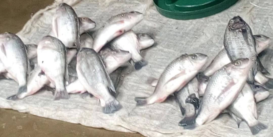 Fisheries Department quest for new law in Fisheries Conservation Management | Malawi 24 - Vimarsana News