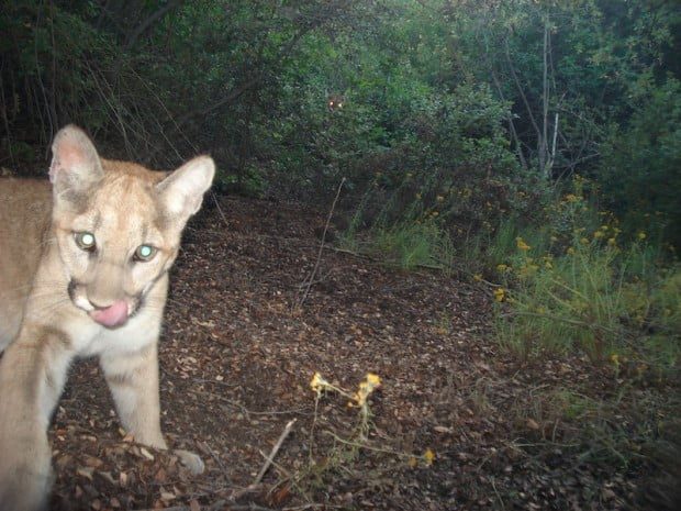 Rodenticides, lack of space threaten local wildlife