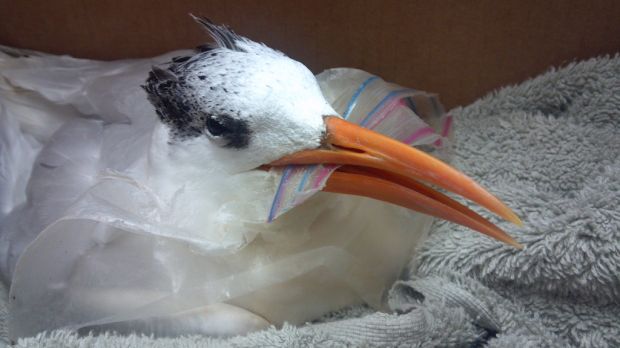 CWC Rescues Bird Caught in Plastic Bag at Westward Beach