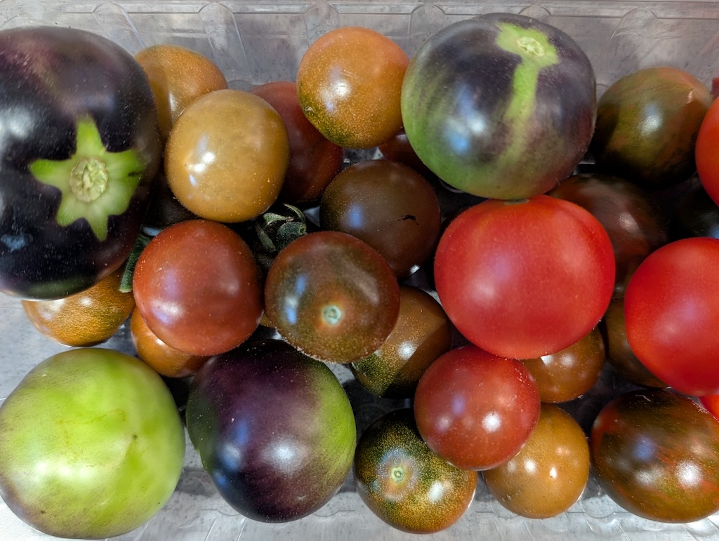 Tomato Plants