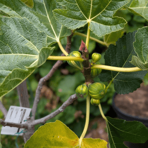 Fig - Full size