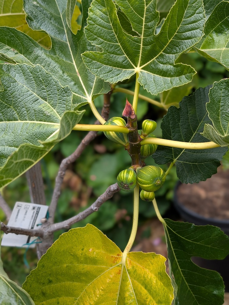 Fig - Full size