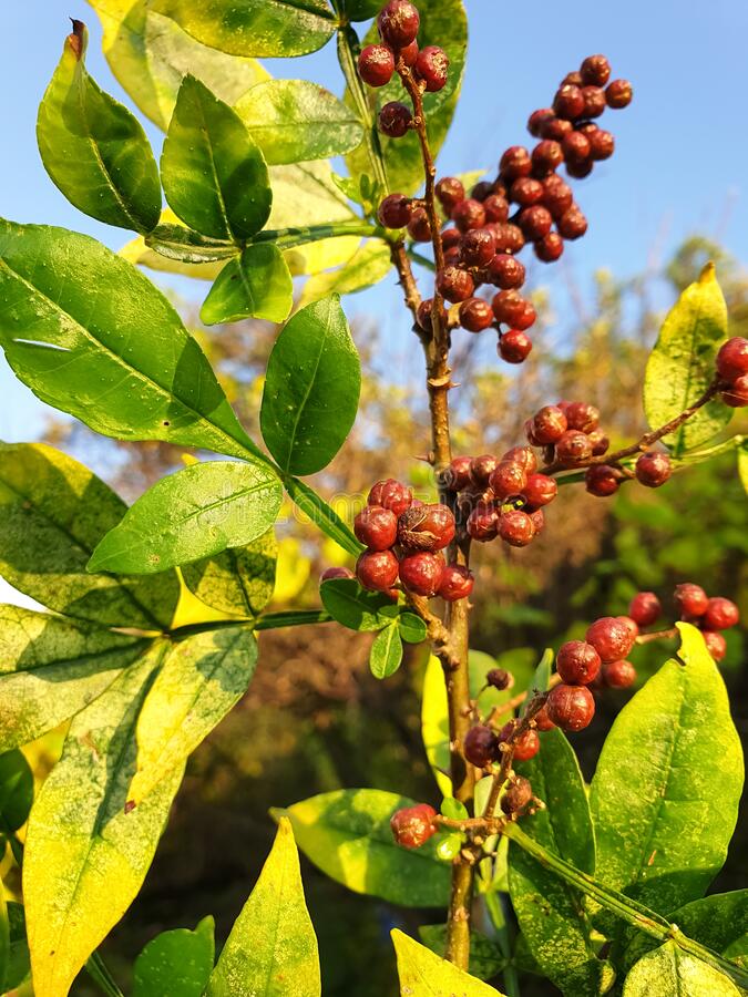 Timur plant - Mali Nepal