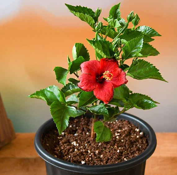 Hibiscus double flower plant Mali Nepal