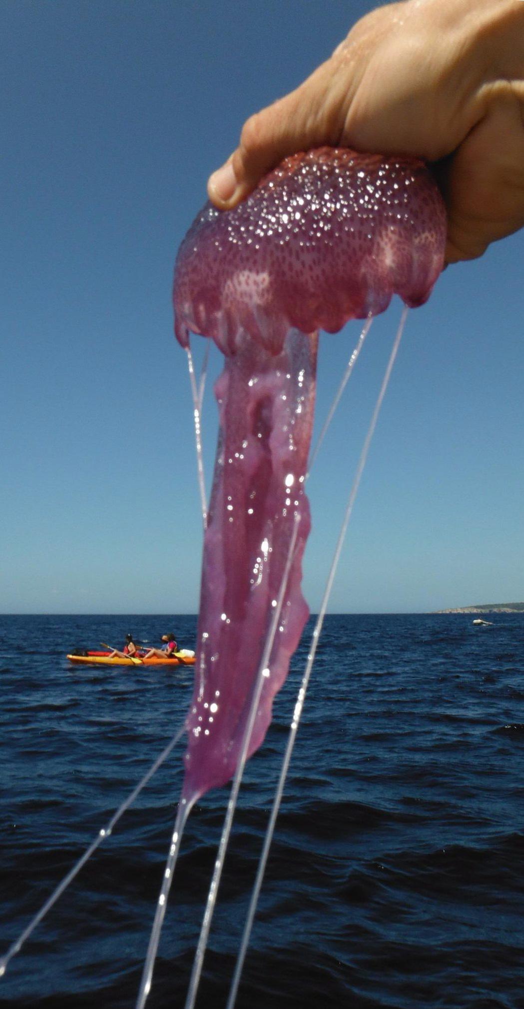 Von der strömung werden die quallen auch an den strand gespült. Experten erforschen Verhalten von Quallen Â» Kultur