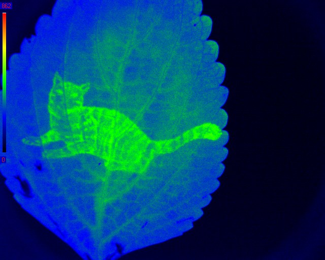 Chloroplast movement: a mask with a cat print was laid over a leaf exposed to blue light. The chloroplasts under the mask did not move leading to a high fluorescence seen in green compared to the blue zones where the chloroplasts moved away from the surface of the leaf. Image taken with Roger Hangarter and students from the IU Jim Holland RISE program.