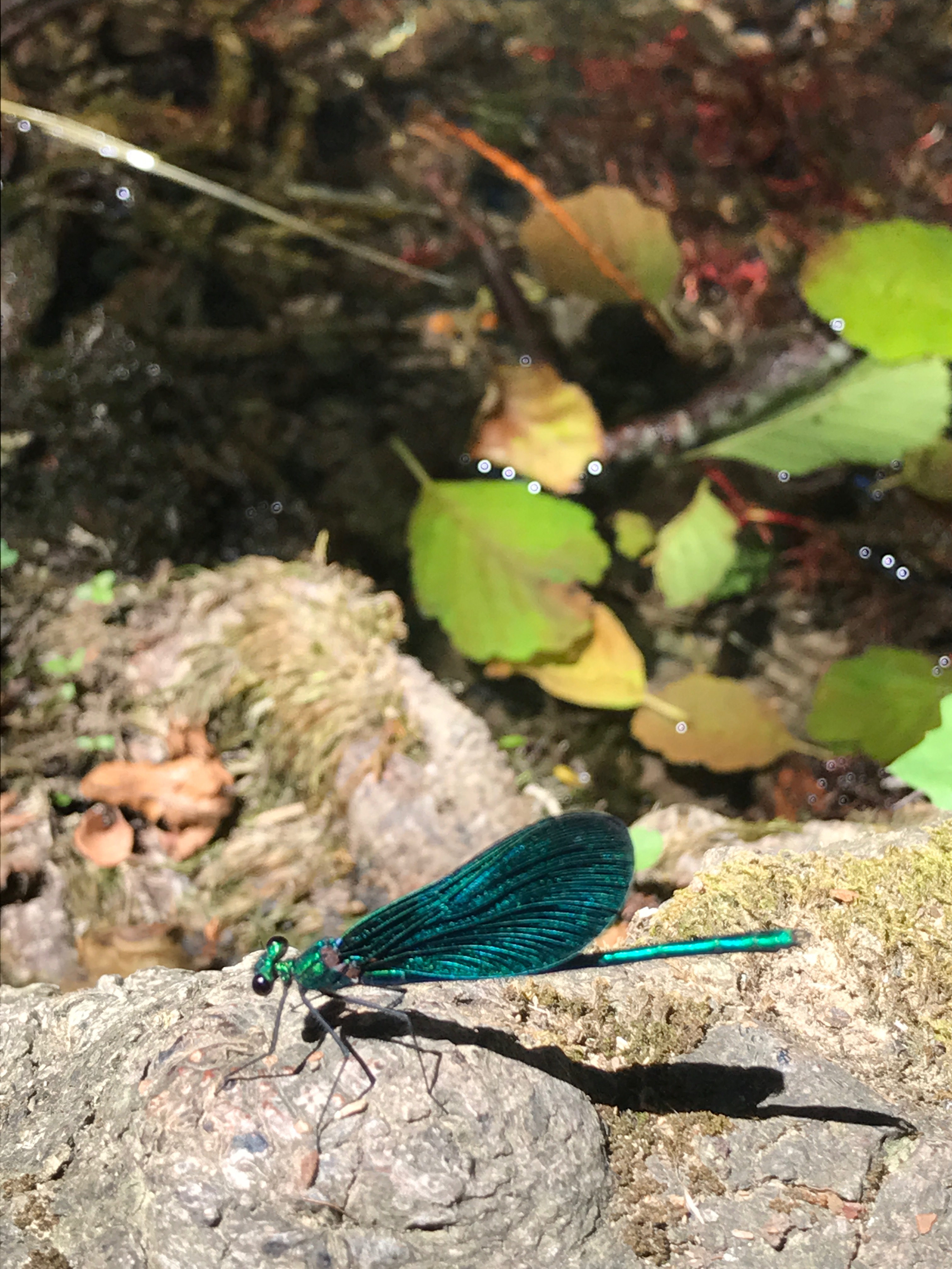 CASCATA, NATURA, BOSCO, CAMPEGGIO LIBERO, LIBERTA', NATURA, FAMIGLIA, BAMBINI, NEONATO, INCINTA, GRAVIDANZA, VEGAN, VIAGGIARE, WANDERLUST, OUTDOOR, FELICITA'