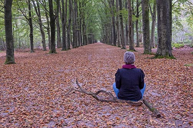 Practical Pathways to Inner Peace: A Free Video Series for Inner Calm