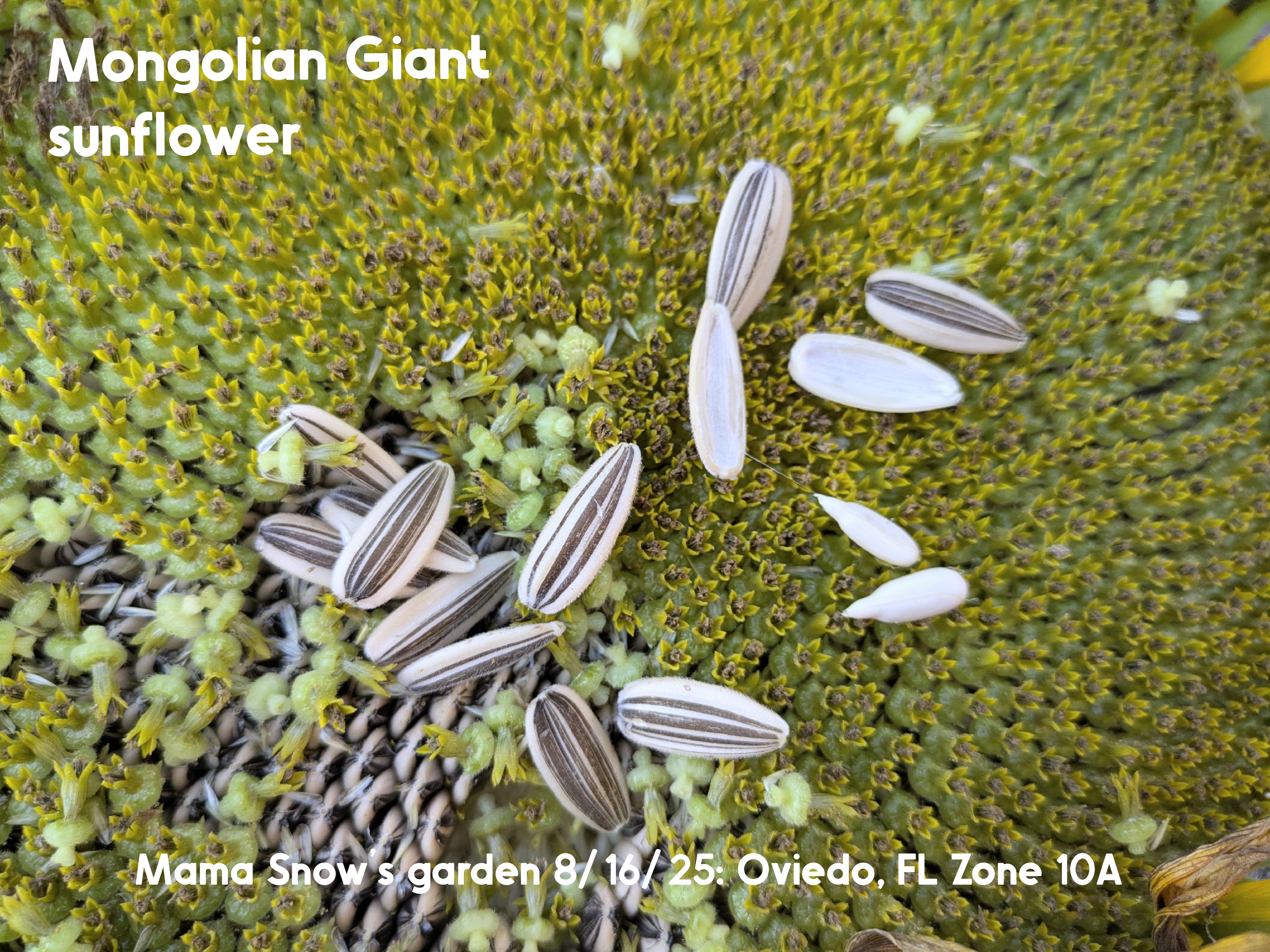 thumbnail image 2 of 50 Giant Mongolian Sunflower Seeds – Huge Rare Variety, Non-GMO Organic USA Grown 2 of 2