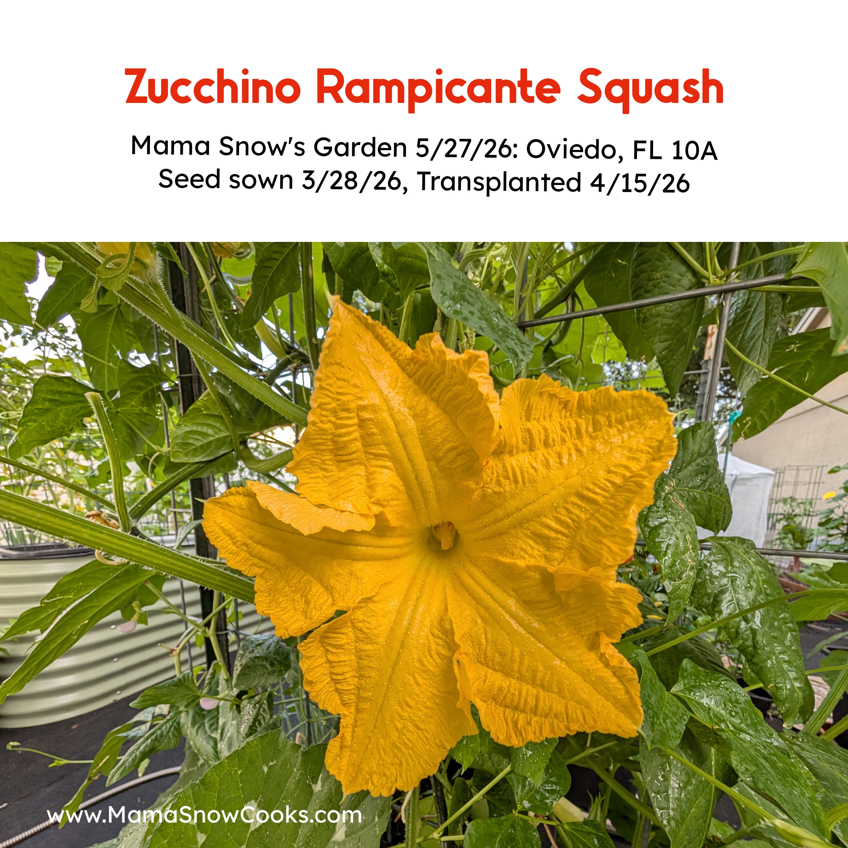 Growing, Cooking, and Reviewing Zucchino Rampicante Squash – Mama