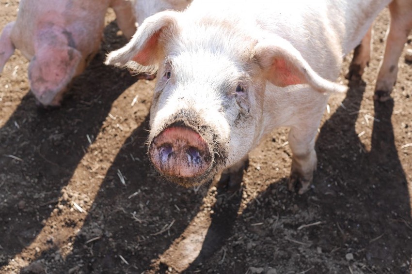 きくち やまあいの豚」の幸せな生き方 - ママトコキッチン
