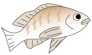 春告魚 はるつげうお はどの魚のことを言うのでしょうか Column Navi