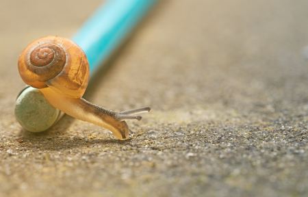 カタツムリに塩をかけると死ぬというのは本当 調べました Column Navi