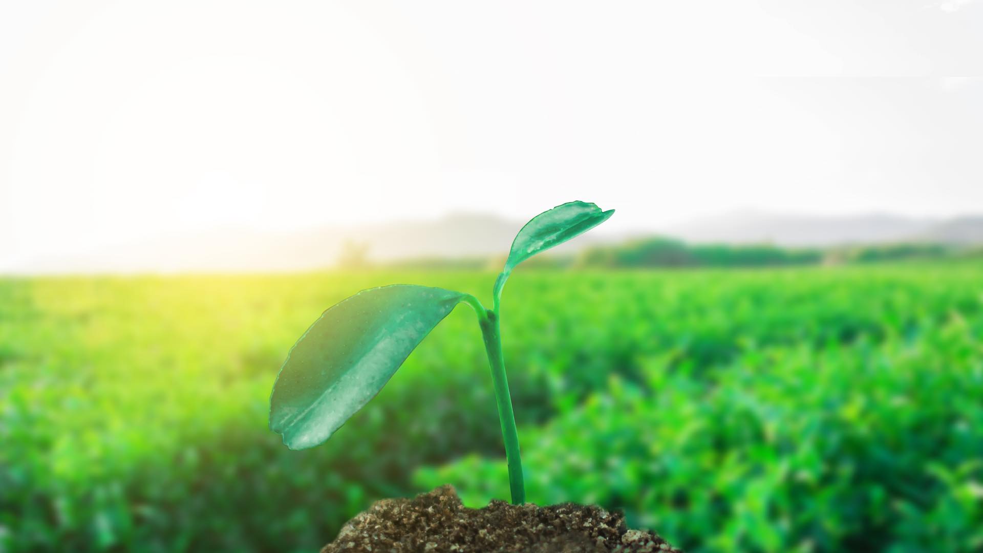 FAO and IFAD launch $282 million agrifood sustainability initiative