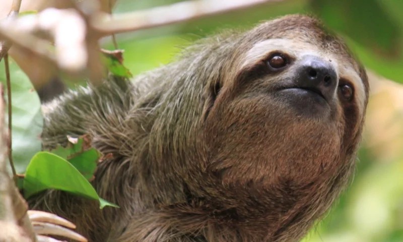 Sloth