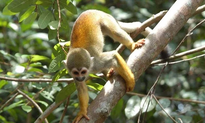 Amazon Jungle Tour to Alligator Lodge 2-7 Days