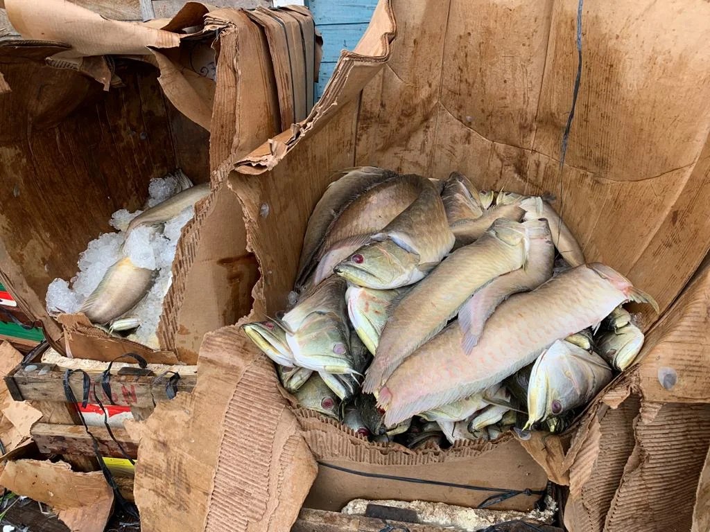 MANAUS: Quase 2 toneladas de Aruanã são apreendidas na feira da Panair 
