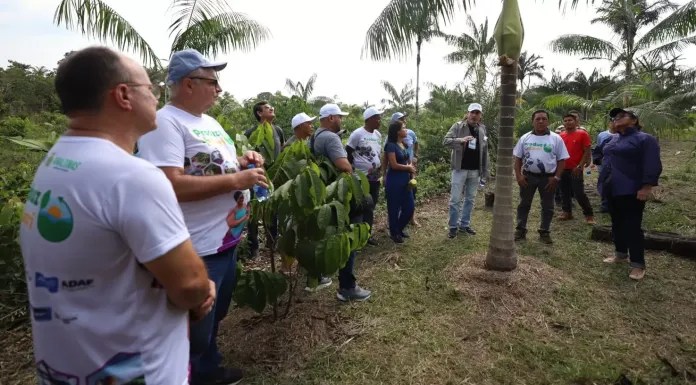 Governo do Amazonas e Prefeitura de Coari repassam 120 kits de sementes de açaí para produtores rurais
