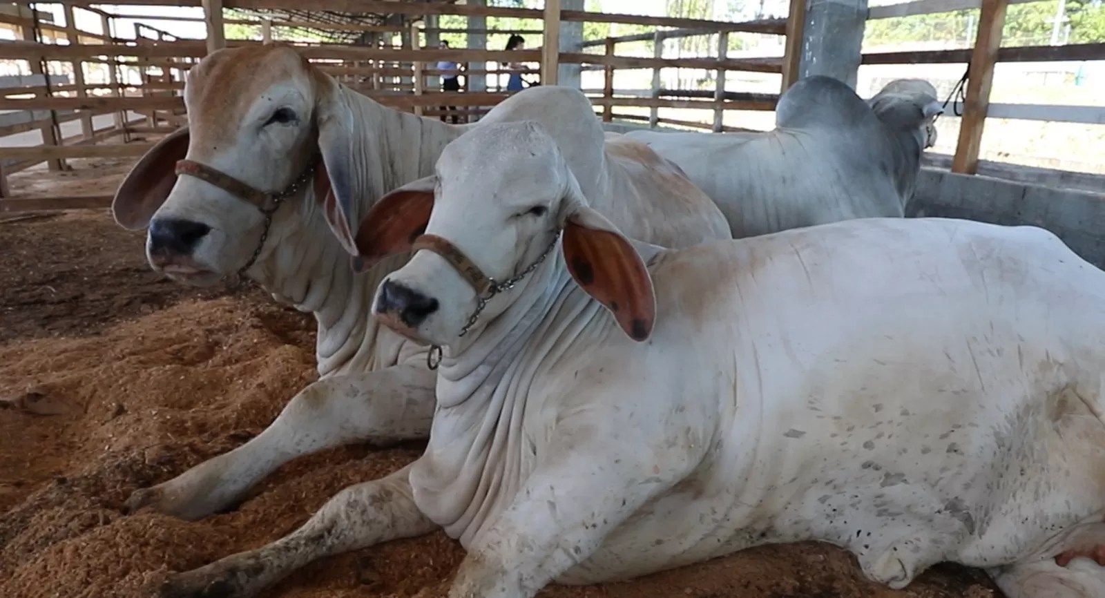 Pecuaristas de Humaitá, Lábrea e Manicoré e outros 10 municípios do Amazonas têm até sexta-feira para declarar rebanho, alerta Adaf