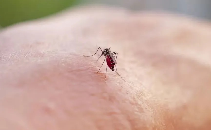 dengue no mundo
