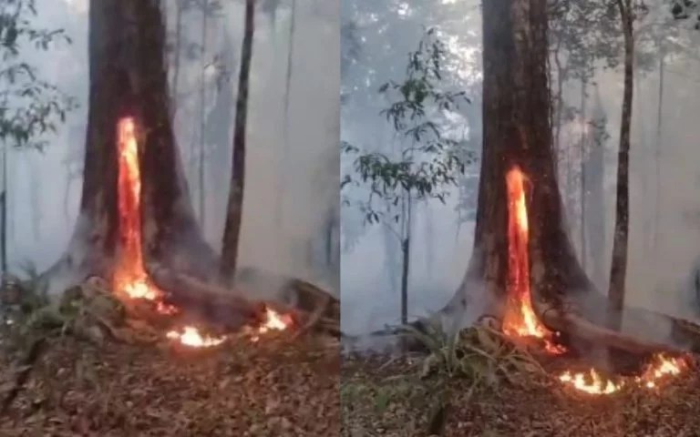 Incêndio toma conta de área de mata