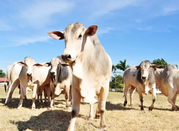 Fotos: Divulgação/ Adaf