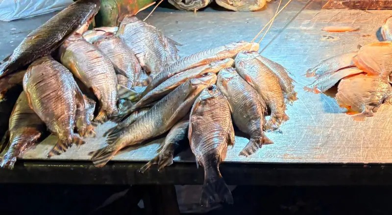 Jaraqui é reconhecido como Patrimônio Cultural