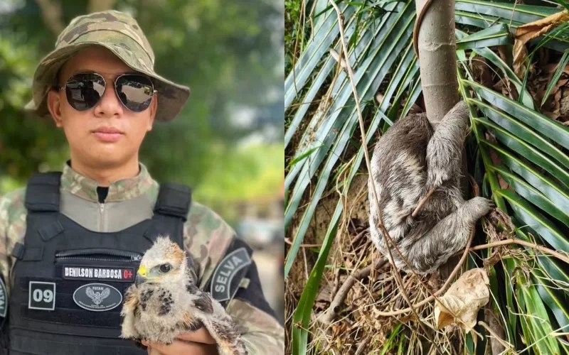 Gavião, pariri e bicho-preguiça são resgatados em Manaus