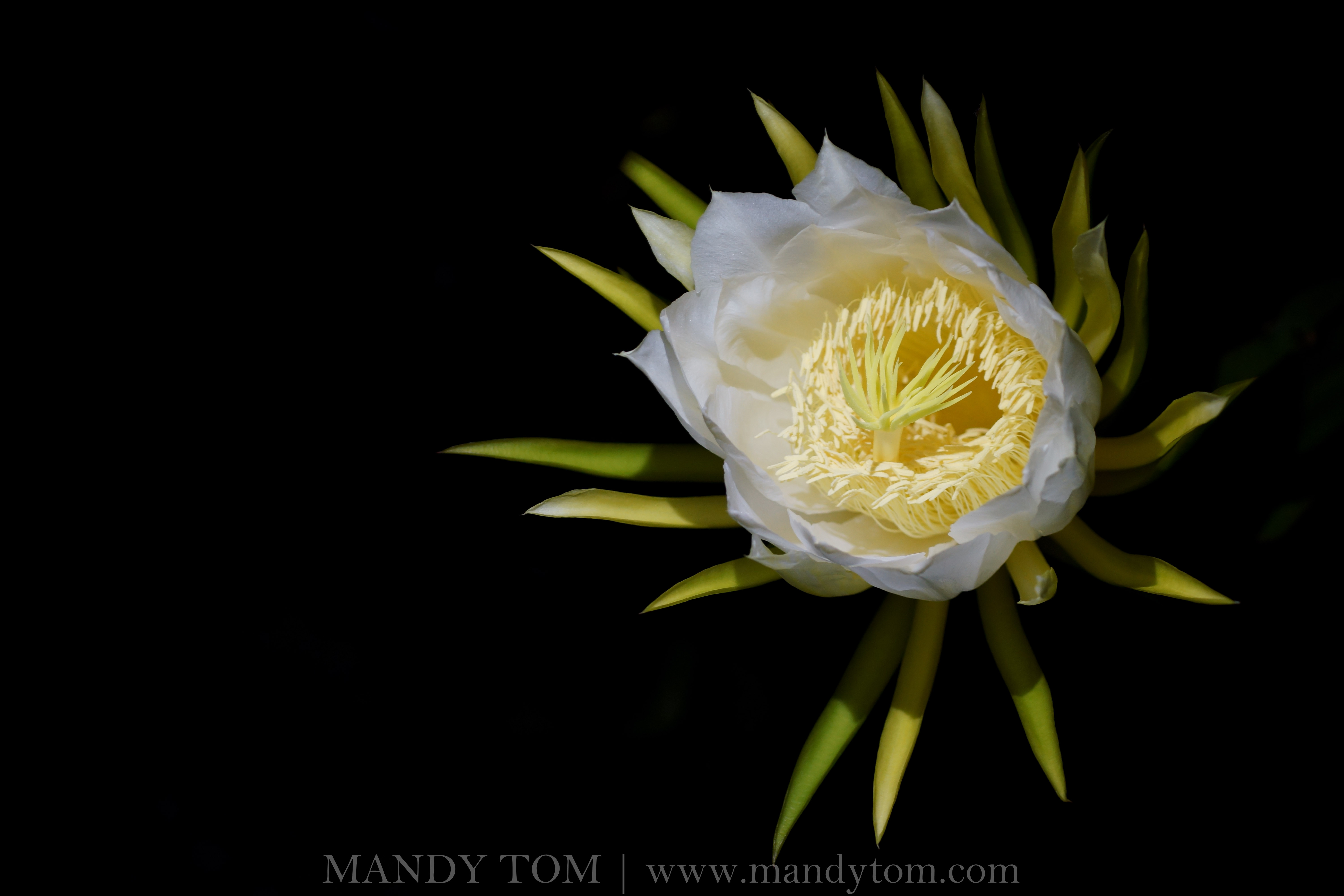 Use them in commercial designs under lifetime, . Dragon Fruit Flowers Only Bloom At Night Mandy Tom
