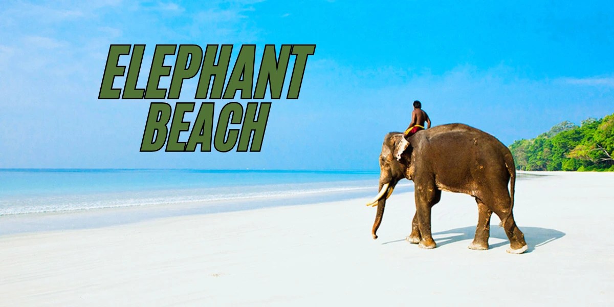 Elephant Beach
