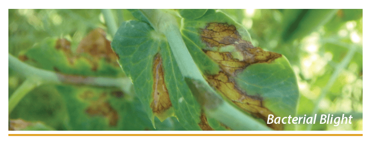 Bacterial blight.